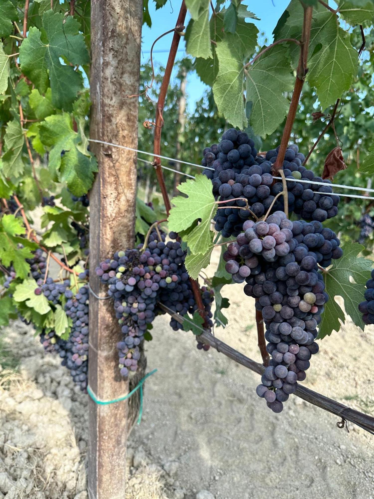 Just Langhe Casa Barolo Villa โนเวลโล ภายนอก รูปภาพ